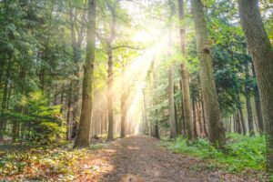 landscape photo of pathway between green leaf trees