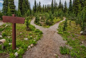 photo of pathway surrounded by fir trees